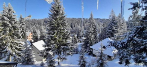 Winter Forest Vlasic